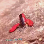 1pc ANFS Jointed Craw Lure - Realistic Artificial Fishing Bait with Multiple Hooks, Vibrant Red & Black Design, Durable ABS Material for Bass, Walleye, Crappie - Ideal for Christmas, Valentine'S Day, Father'S Day Gifts, Bass